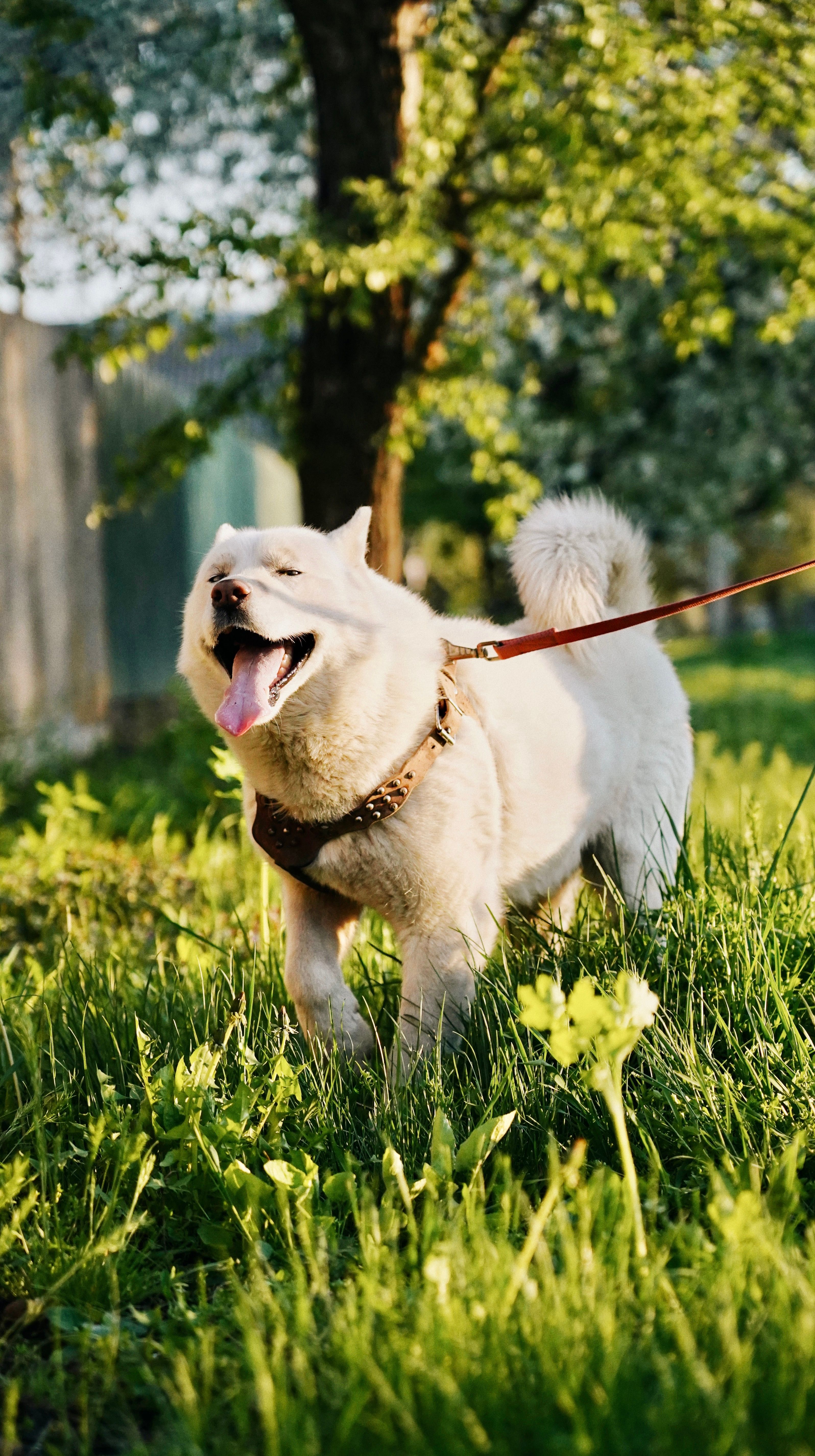Dog in tall grass
