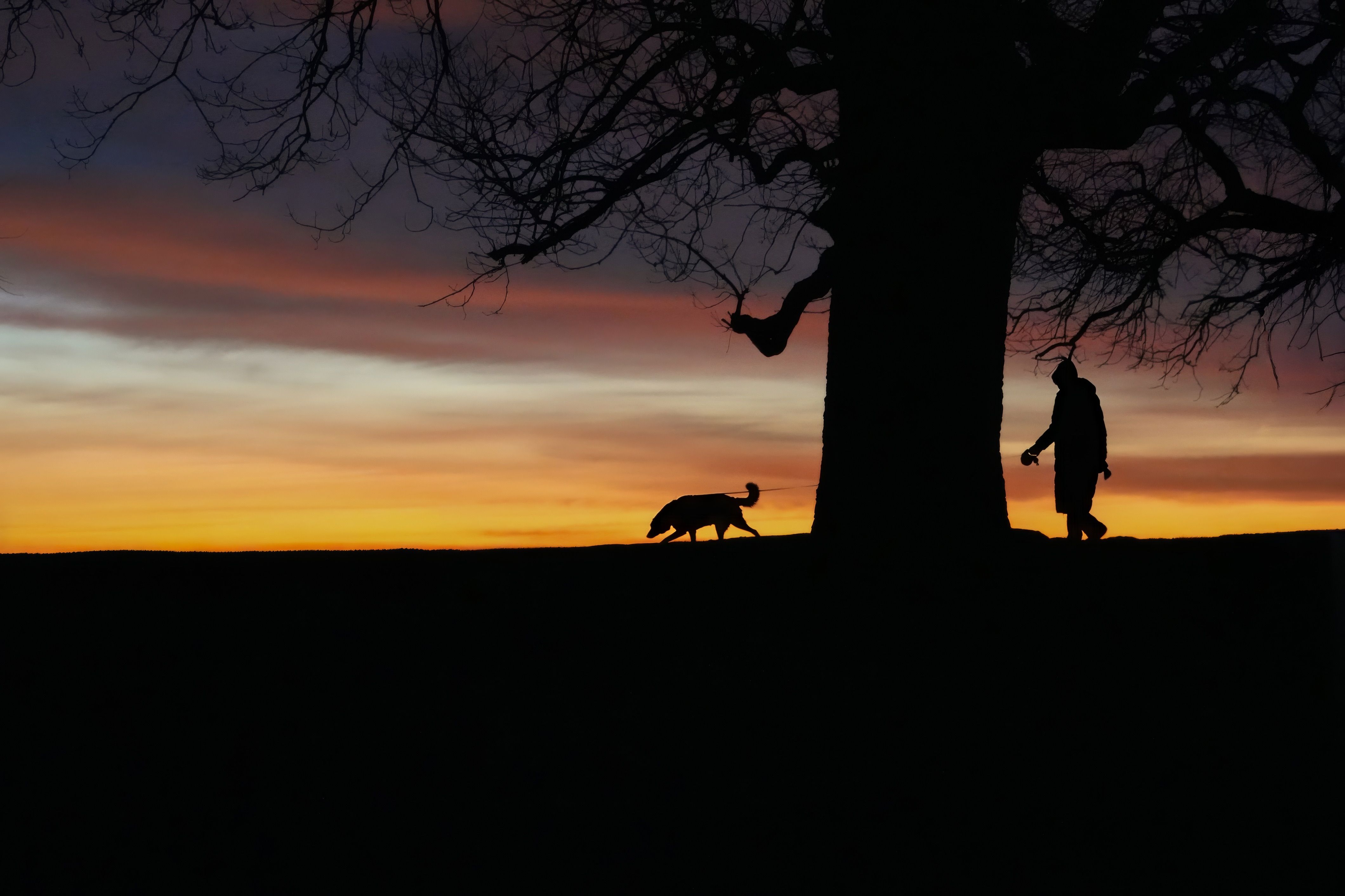 Dog walker with dogs
