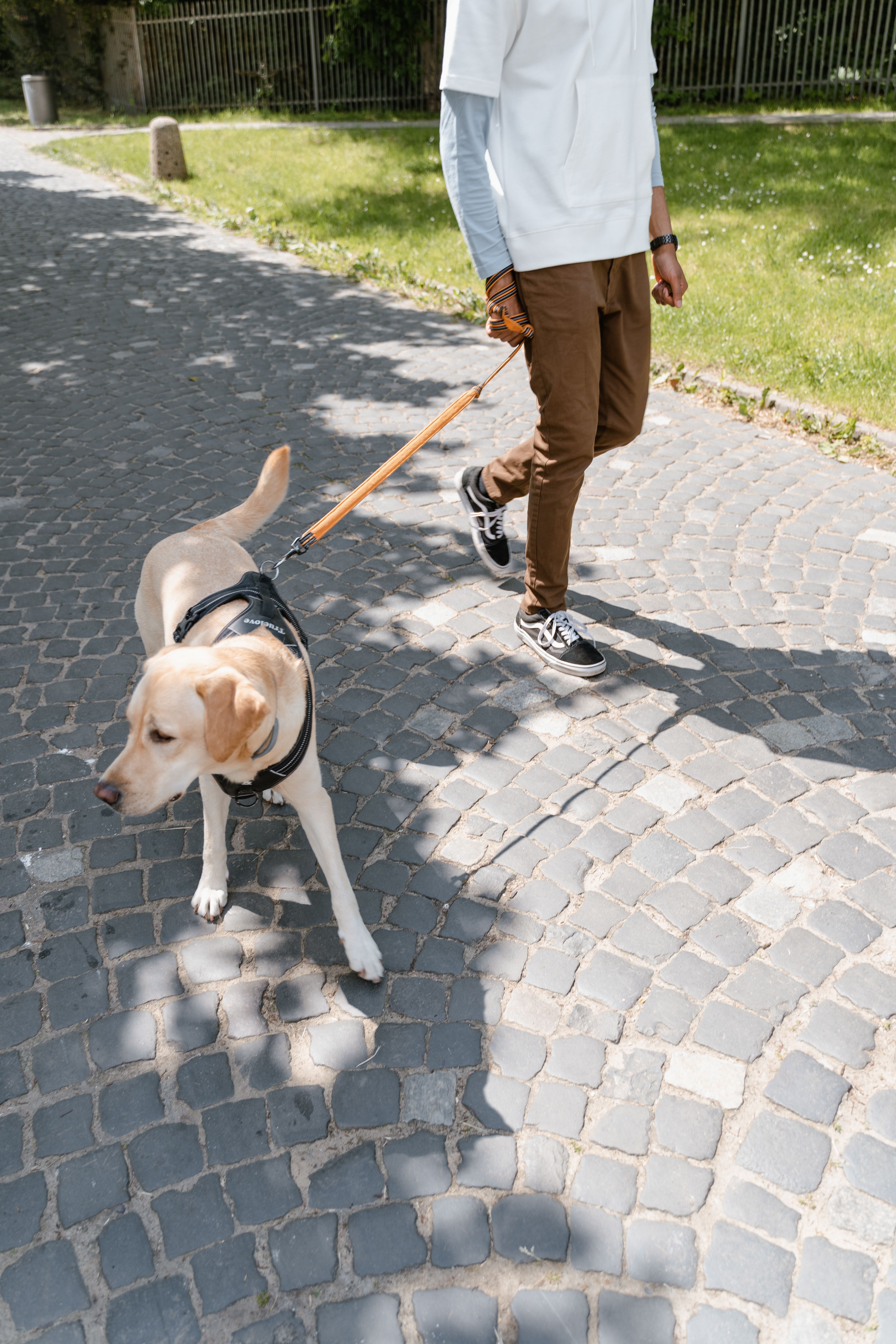 Dog on a path